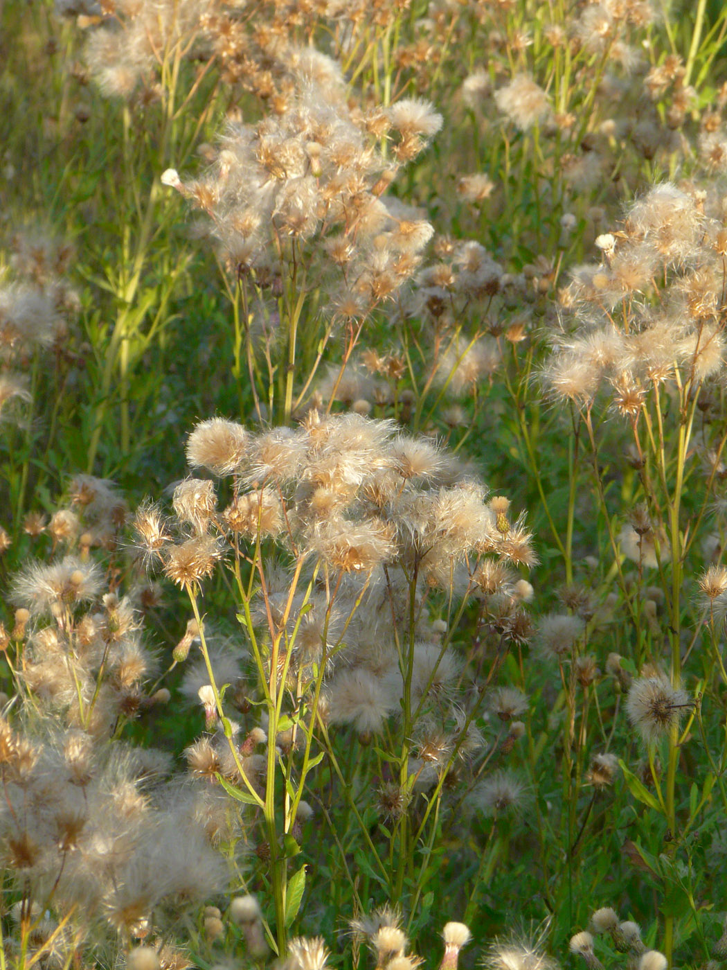 Изображение особи Cirsium arvense.