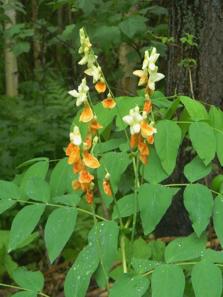 Изображение особи Lathyrus gmelinii.