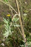 Pastinaca sylvestris