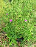 Cirsium vulgare. Цветущее растение. Астраханская обл., Камызякский р-н, обочина дороги у с. Образцово-Травино. 17.08.2011.