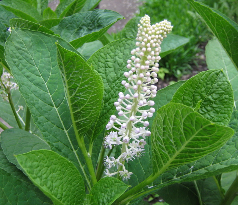 Image of Phytolacca acinosa specimen.