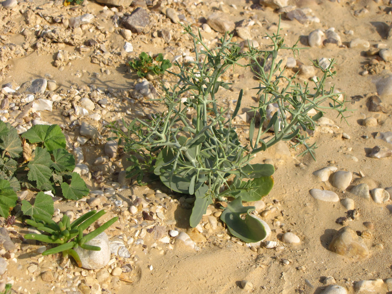 Image of Zilla spinosa specimen.