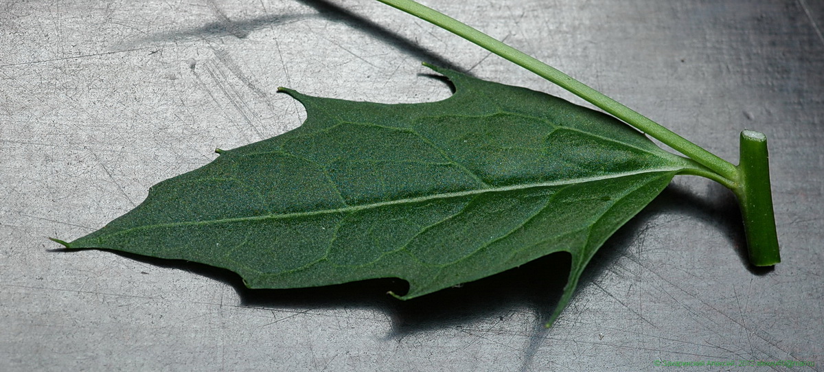 Image of Hesperis matronalis specimen.