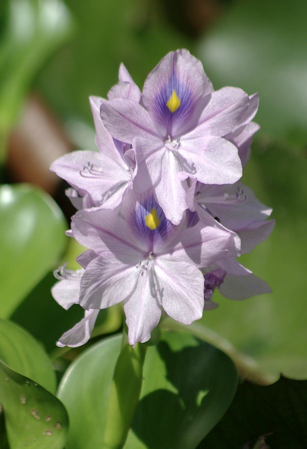 Image of Eichhornia crassipes specimen.