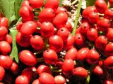 Actaea erythrocarpa