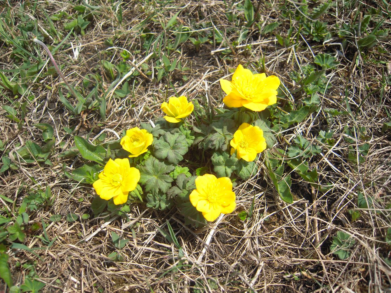 Изображение особи Trollius ranunculinus.