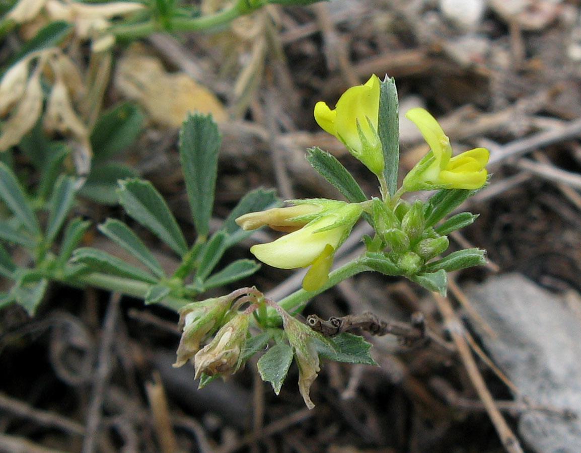 Изображение особи Medicago rupestris.