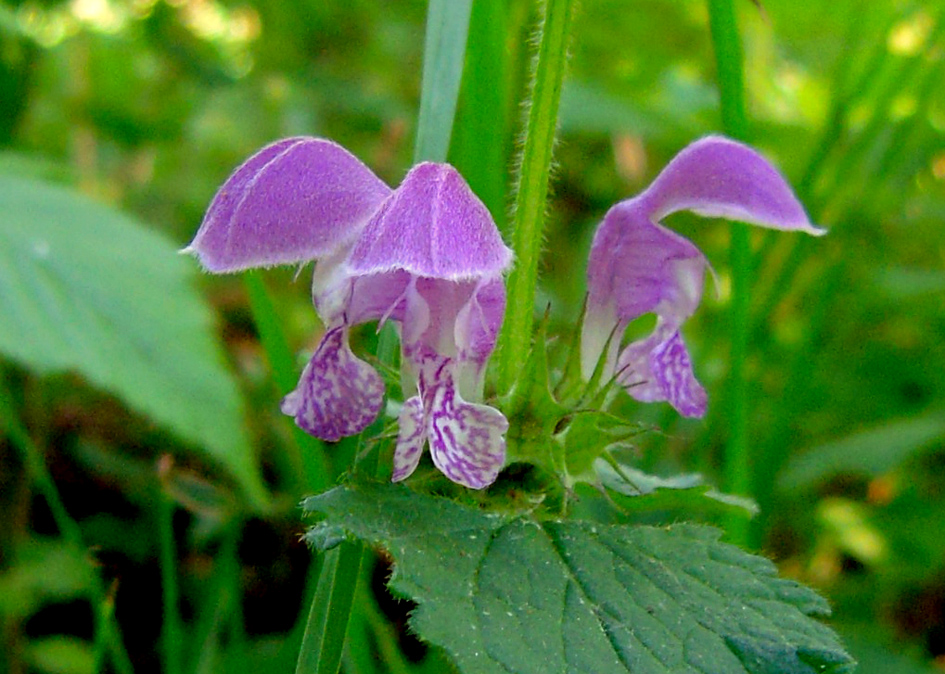 Image of Lamium maculatum specimen.