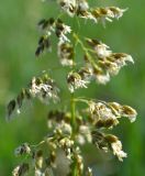 Hierochloe repens