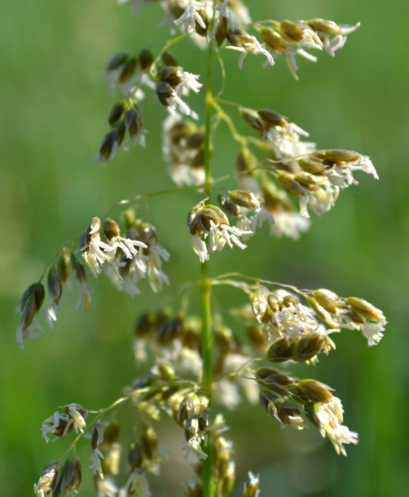 Image of Hierochloe repens specimen.