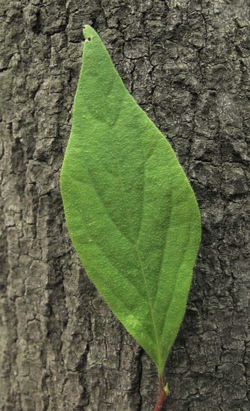 Image of Lonicera ruprechtiana specimen.