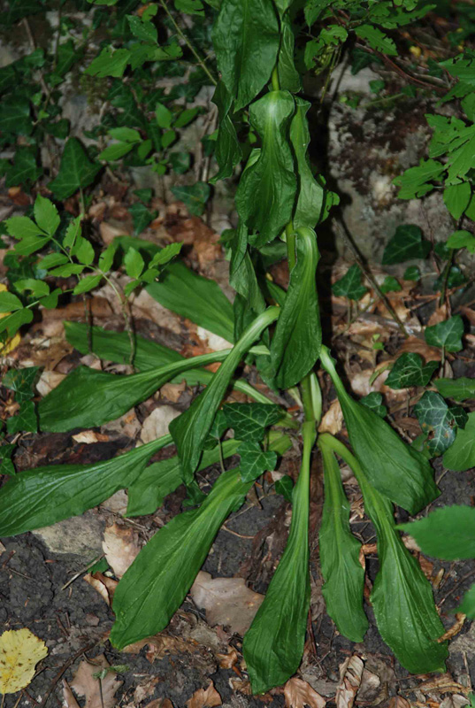 Изображение особи Digitalis schischkinii.