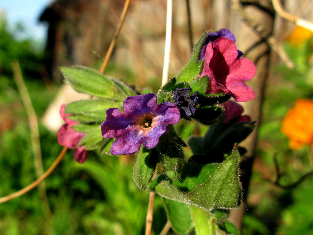 Изображение особи Pulmonaria mollis.