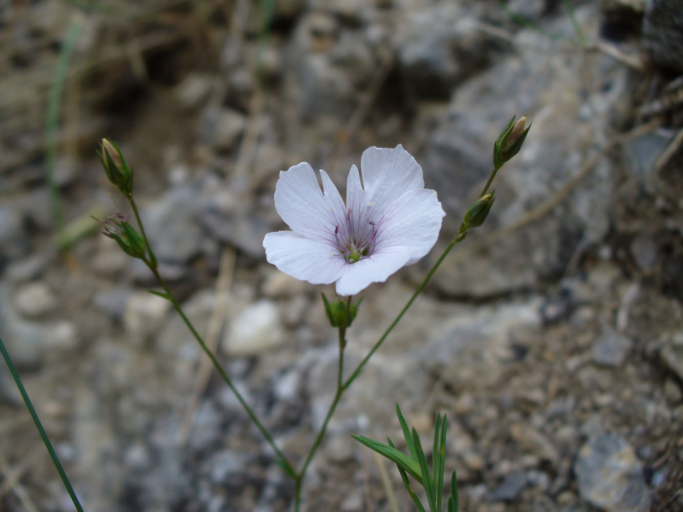 Image of Linum tenuifolium specimen.
