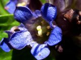 Gentiana macrophylla. Цветок. Республика Саха (Якутия), Томпонский р-н, с. Кескил. 01.07.2012.