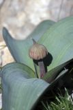 Allium karataviense. Зацветающее растение. Южный Казахстан, горы Каракус. 03.04.2012.