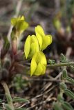 Astragalus atrovinosus