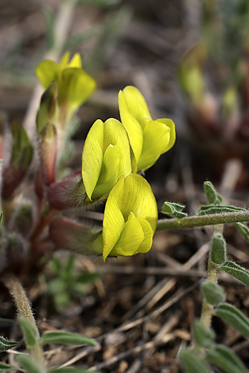 Изображение особи Astragalus atrovinosus.