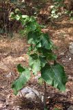Arctium minus
