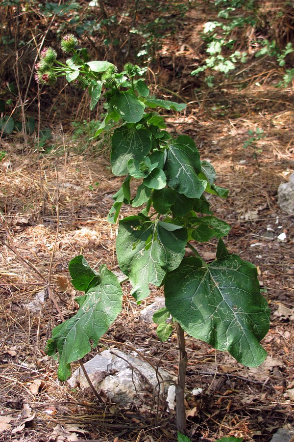 Image of Arctium minus specimen.