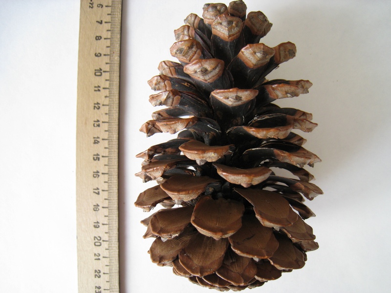 Image of Pinus canariensis specimen.
