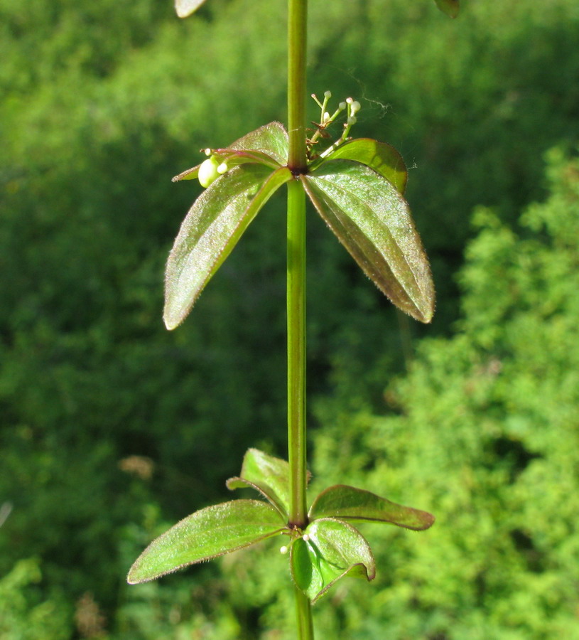 Image of Cruciata glabra specimen.