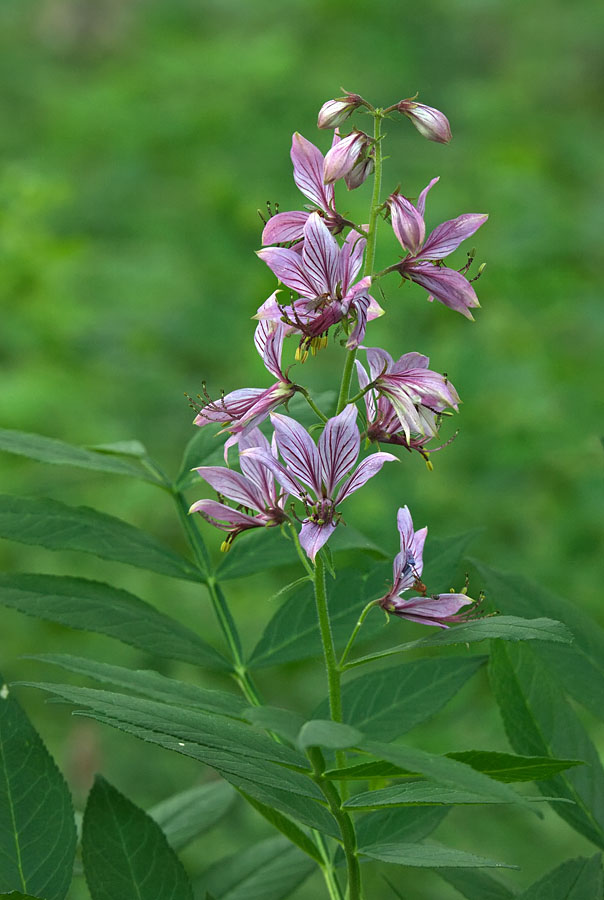 Изображение особи Dictamnus dasycarpus.