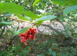 Rhus trilobata. Часть ветви с соплодием. Южный берег Крыма, Никитский ботанический сад. 24 августа 2012 г.