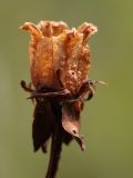 Parnassia palustris. Вскрывшийся вызревший плод. Ленинградская обл., Гатчинский р-н, окр. пос. Пудость, заболоченный луг в заброшенном травертиновом карьере. 09.09.2012.