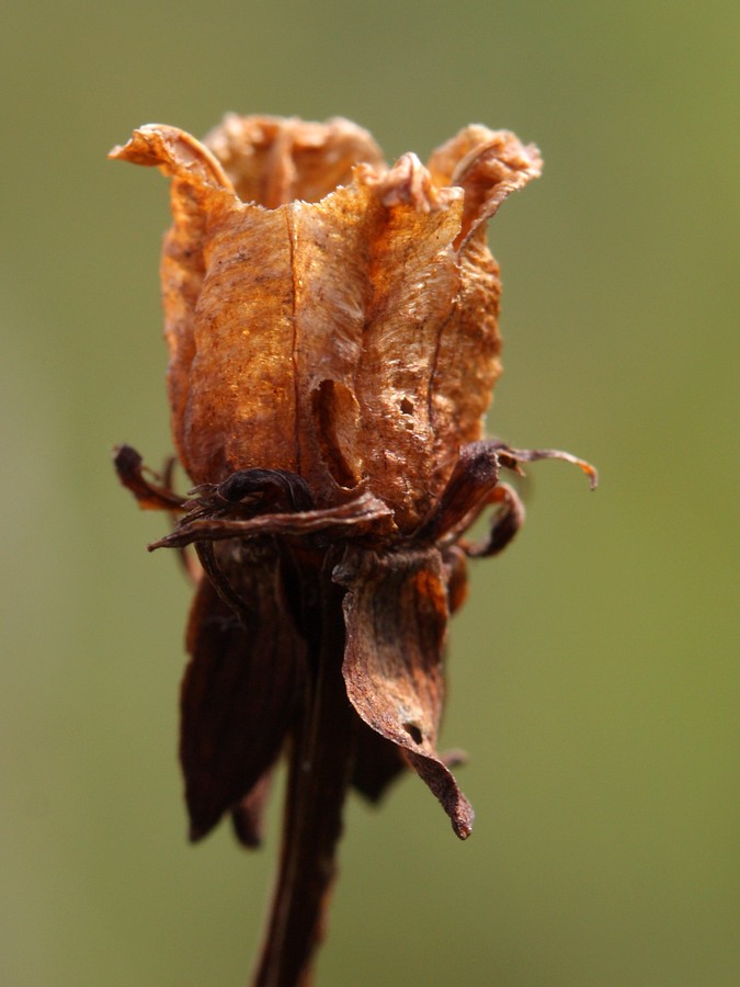 Image of Parnassia palustris specimen.