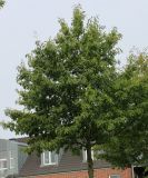 Quercus palustris. Молодое дерево. Германия, г. Кемпен, в озеленении улицы. 21.09.2012.