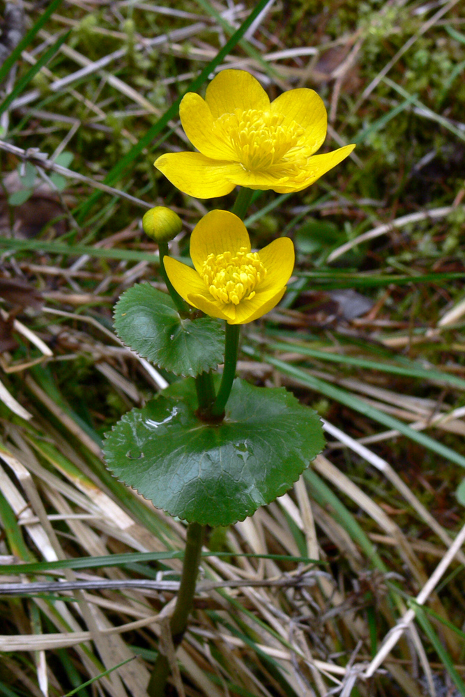 Image of Caltha palustris specimen.