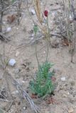 Papaver laevigatum