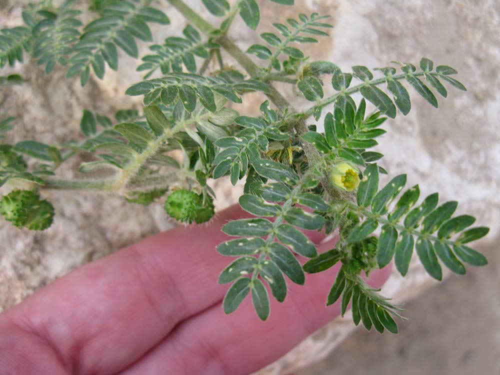 Изображение особи Tribulus bimucronatus.