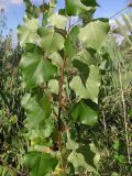 Populus nigra. Часть побега корневой поросли. Саратовская обл., окр. г. Энгельс, берег Волгоградского вдхр. 23 сентября 2012 г.