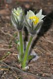 Pulsatilla patens. Цветущее растение. Республика Татарстан, Волжско-Камский заповедник. 08.05.2011.