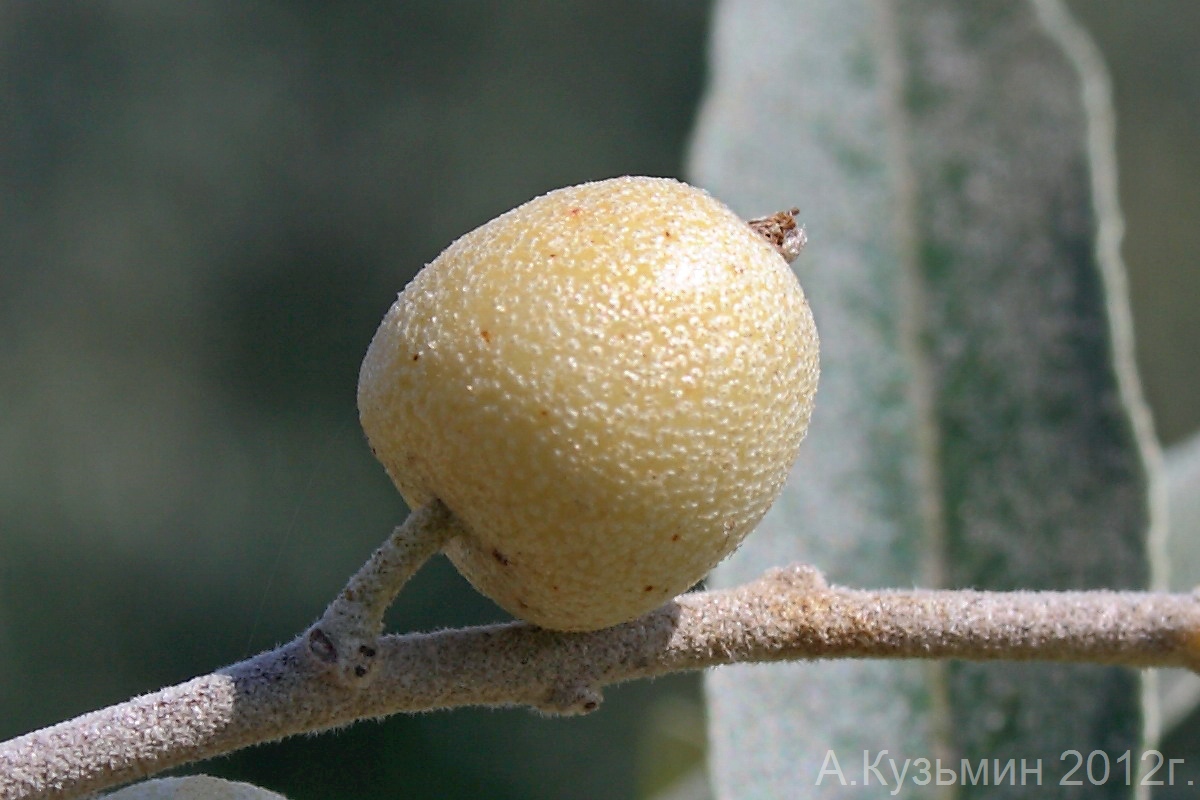 Image of Elaeagnus angustifolia specimen.