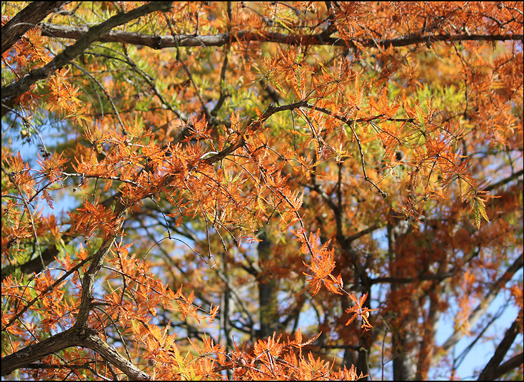 Изображение особи Taxodium distichum.