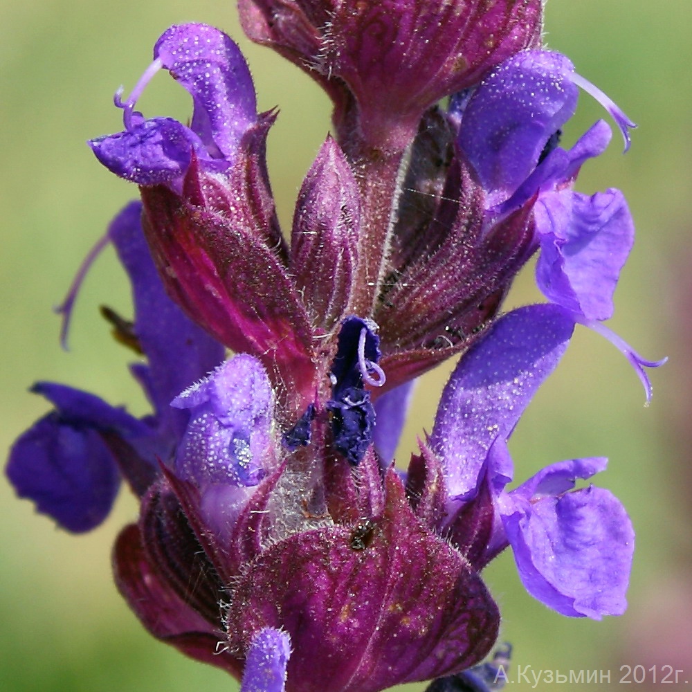 Image of Salvia tesquicola specimen.