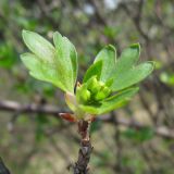 Ribes aureum