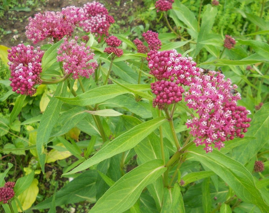 Image of Asclepias incarnata specimen.