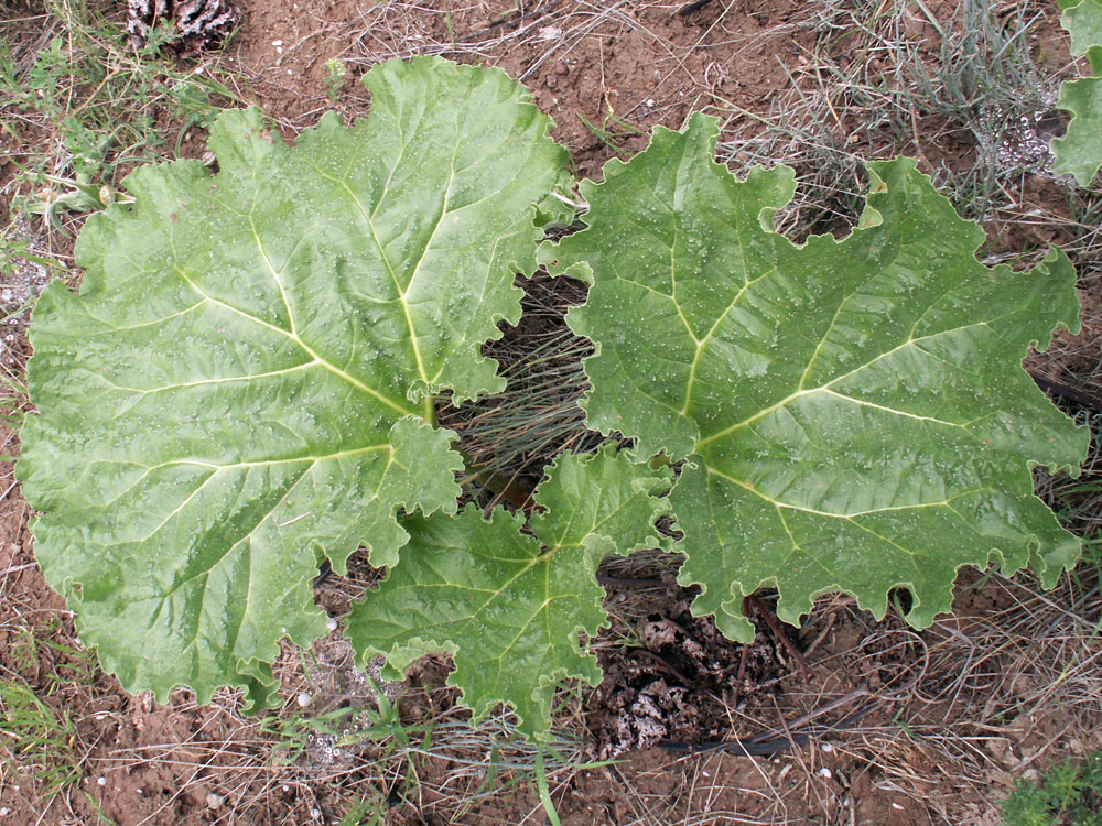 Image of Rheum cordatum specimen.