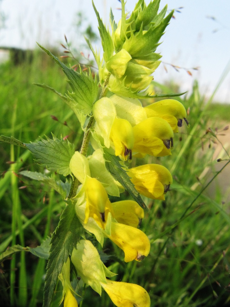 Изображение особи Rhinanthus aestivalis.