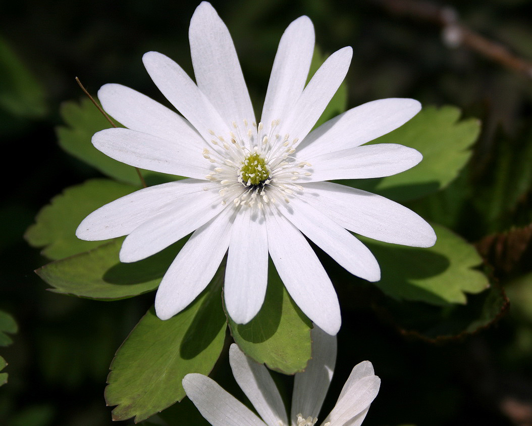 Изображение особи Anemone raddeana.