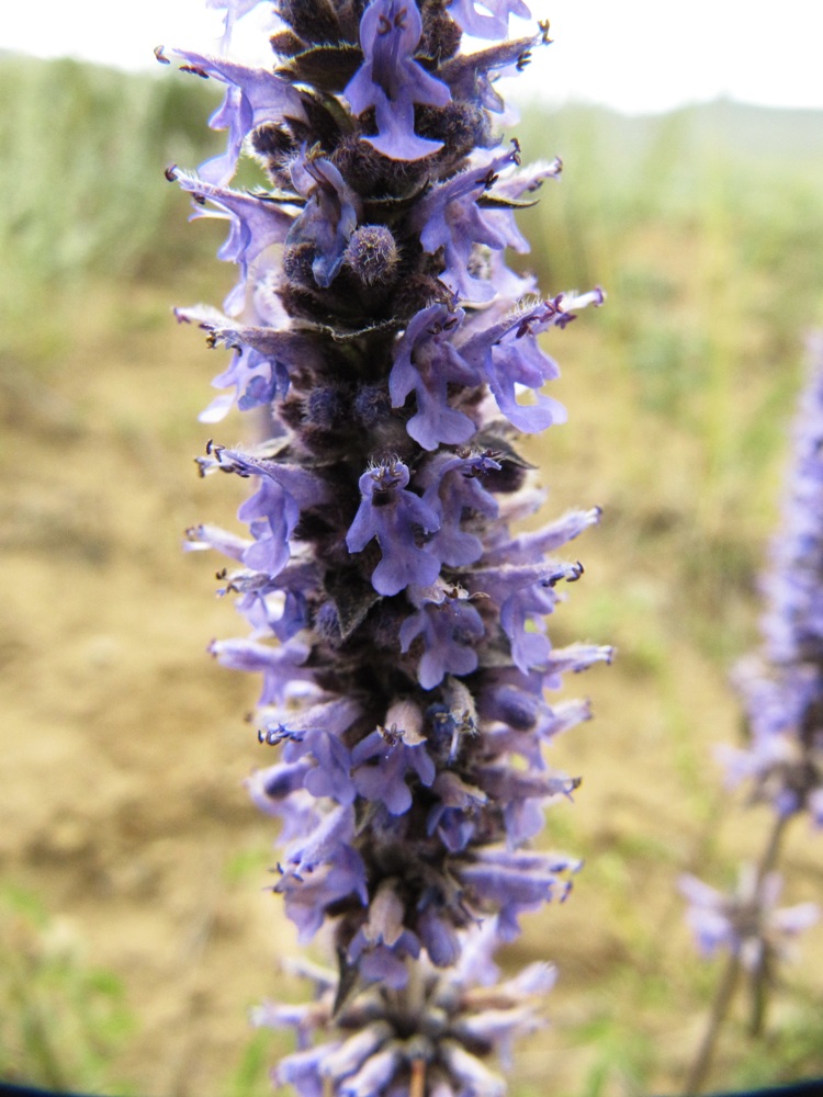 Изображение особи Schizonepeta multifida.