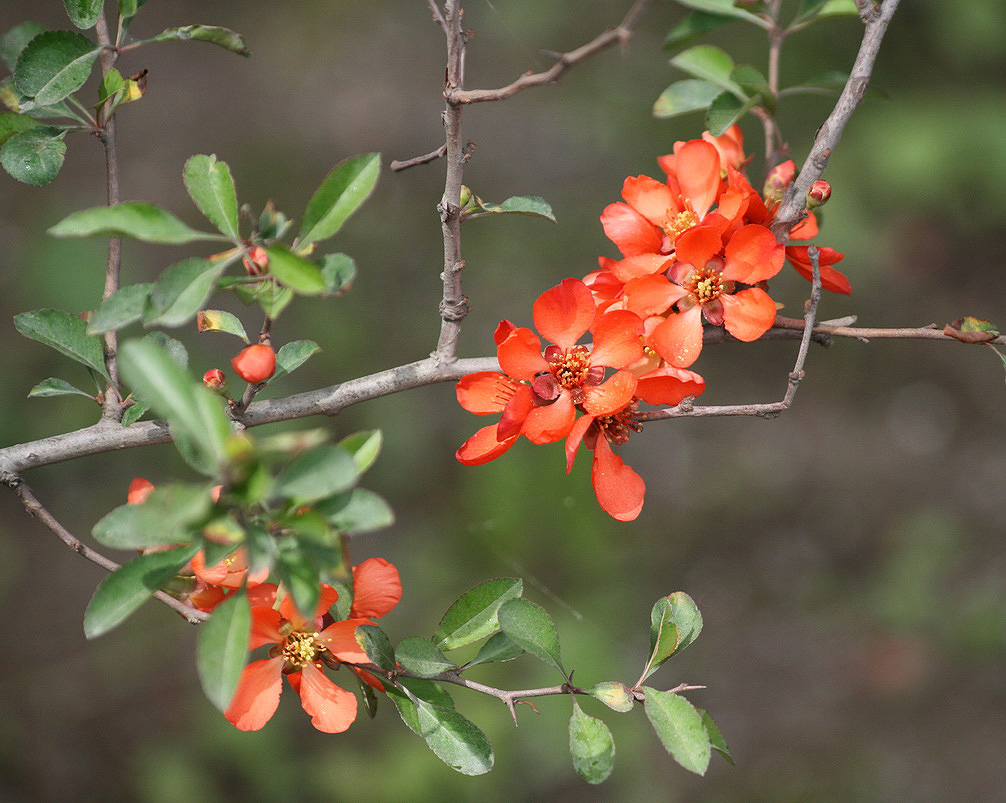 Image of Chaenomeles japonica specimen.