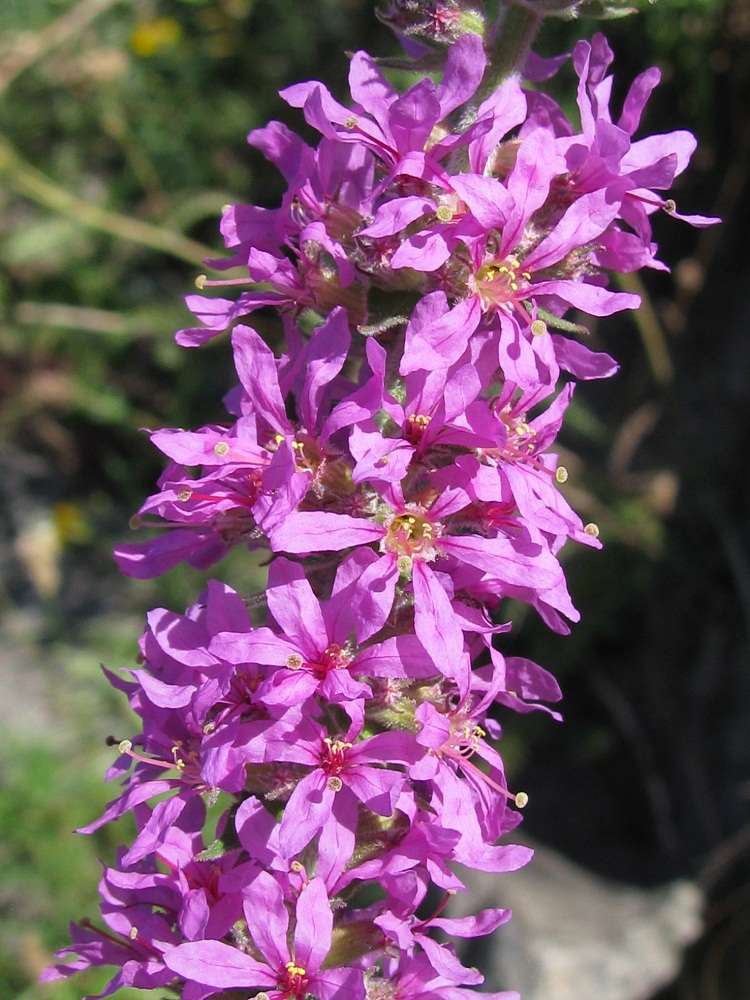 Изображение особи Lythrum tomentosum.