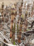 Equisetum arvense