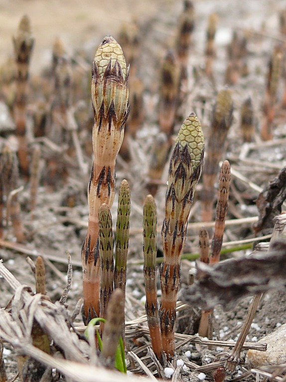 Изображение особи Equisetum arvense.