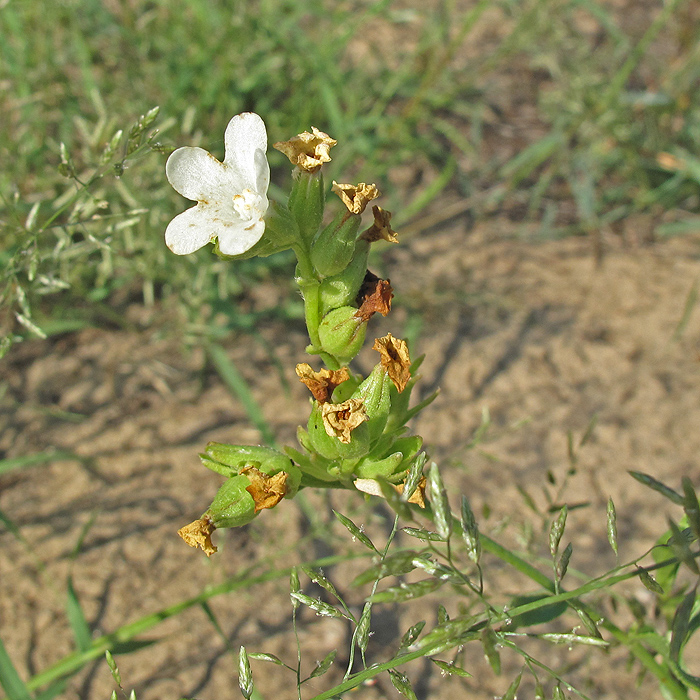 Image of Anchusa popovii specimen.